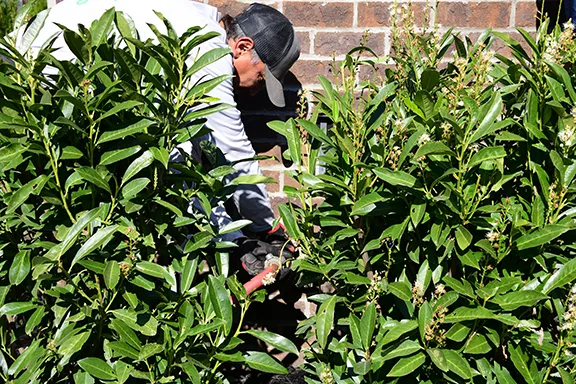 A technician crouched between dense green shrubs, working on a backflow preventer against a brick wall