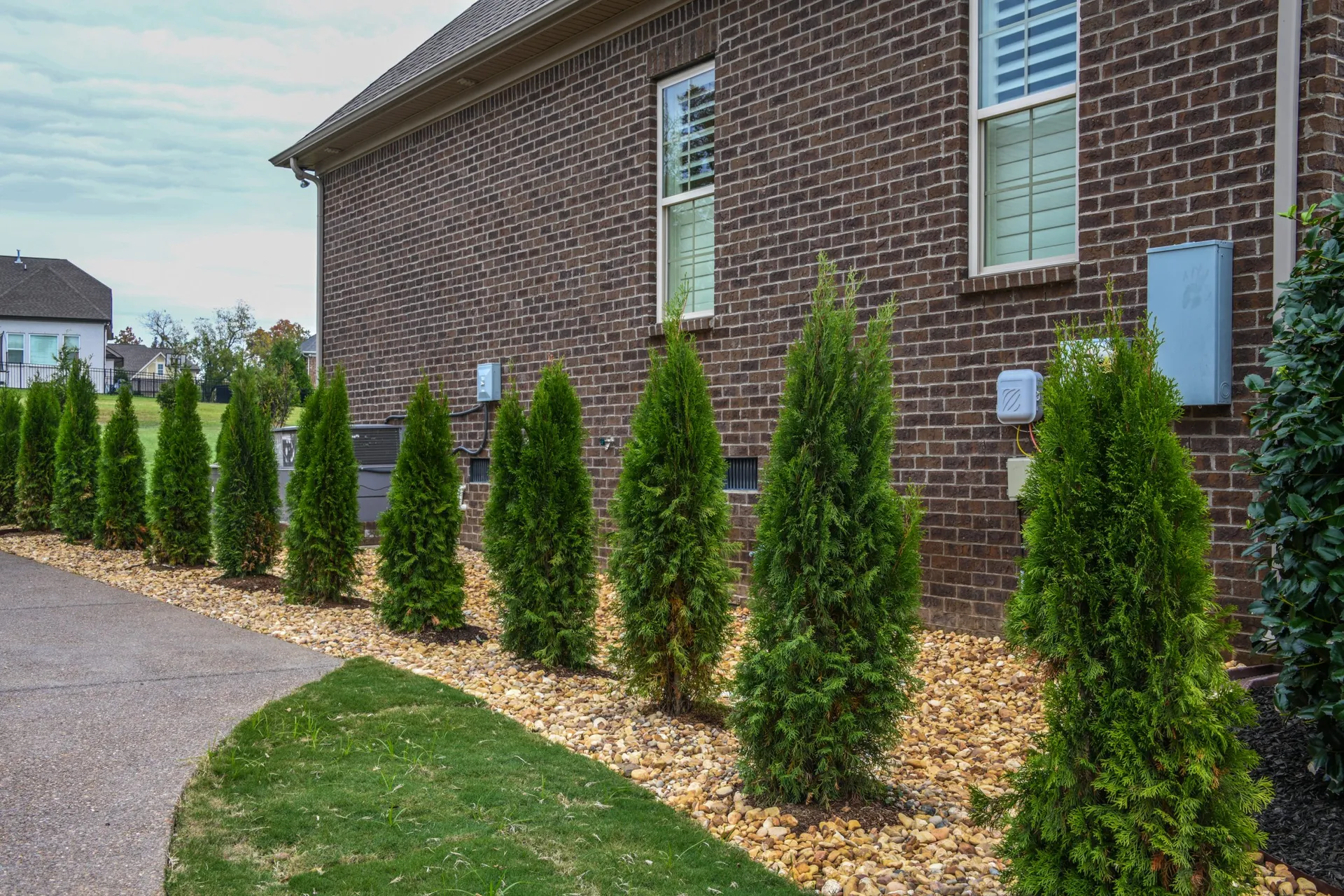 A row of young arborvitae planted in a river-rock bed along the side of a brick house, beside a curving driveway