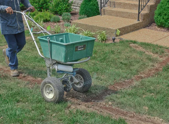 A broadcast spreader on a fescue lawn dotted with fresh aeration holes