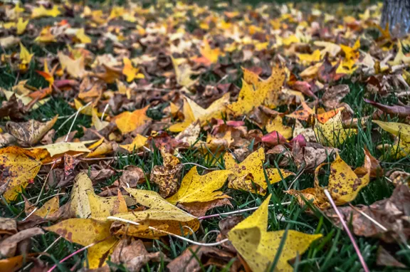 Yellow and orange maple leaves scattered thickly across green grass