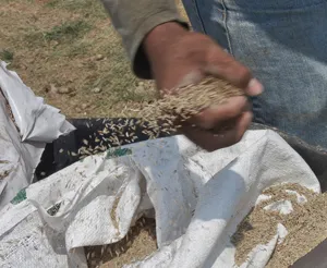 A handful of tall fescue grass seed held over a lawn
