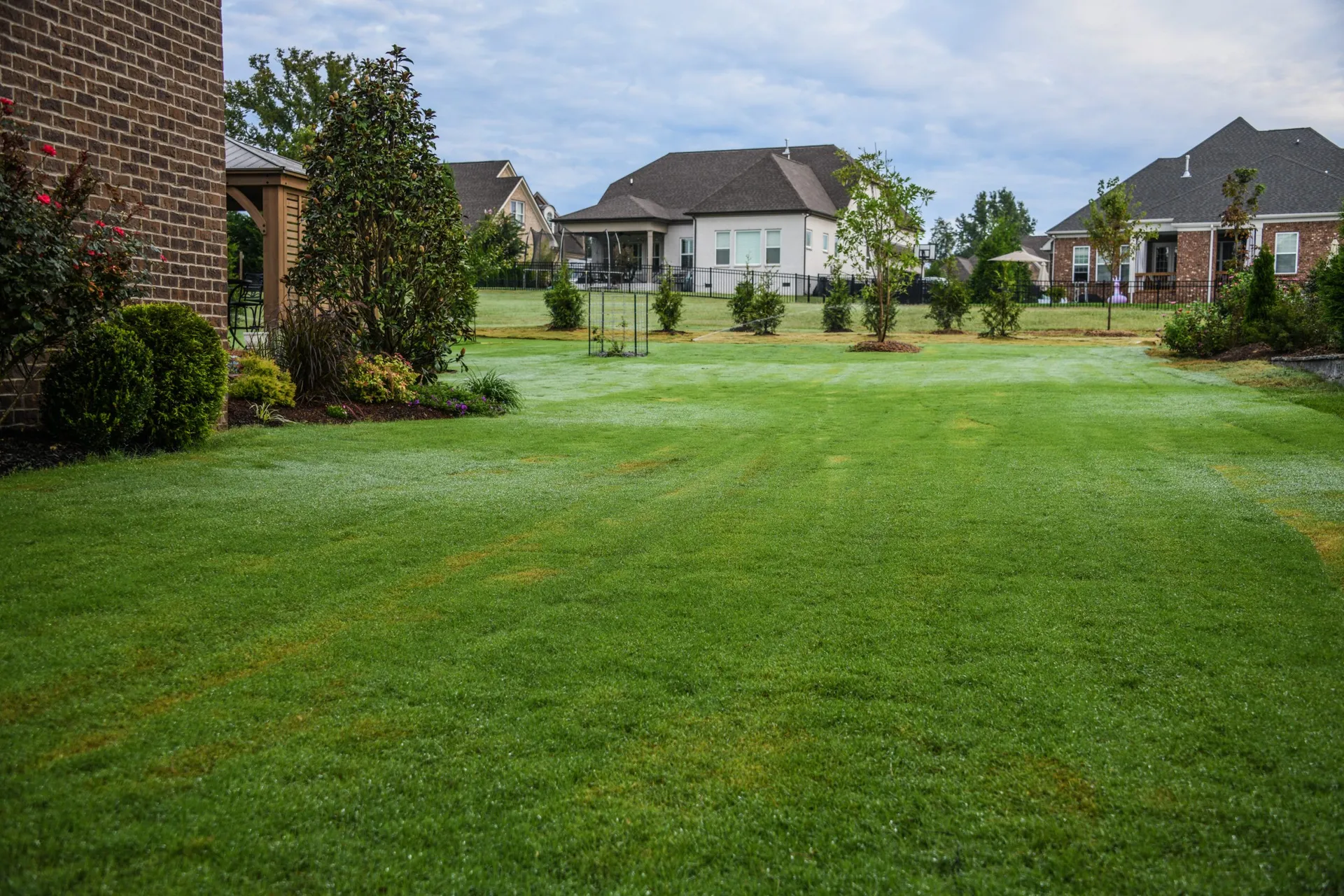 A Franklin backyard lawn a few weeks after new sod went down