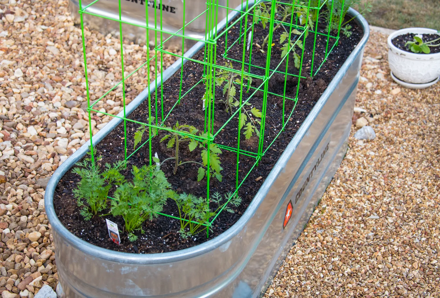 Two galvanized stock-tank garden beds on a gravel pad, planted with young tomatoes in green wire cages and rows of carrot seedlings, with a white planter nearby.
