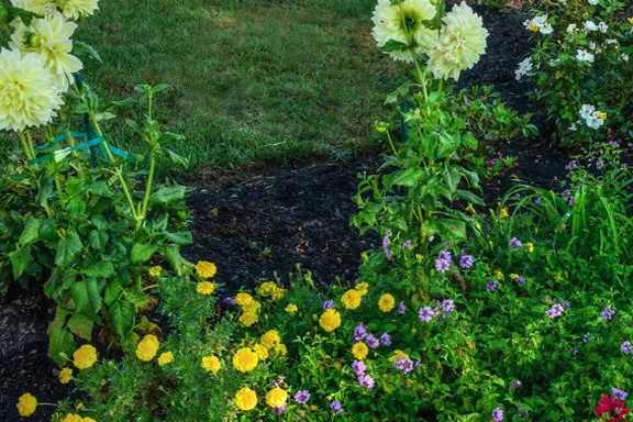 Yellow marigolds, white dahlias and purple flowers in a dark mulched bed at the edge of a lawn