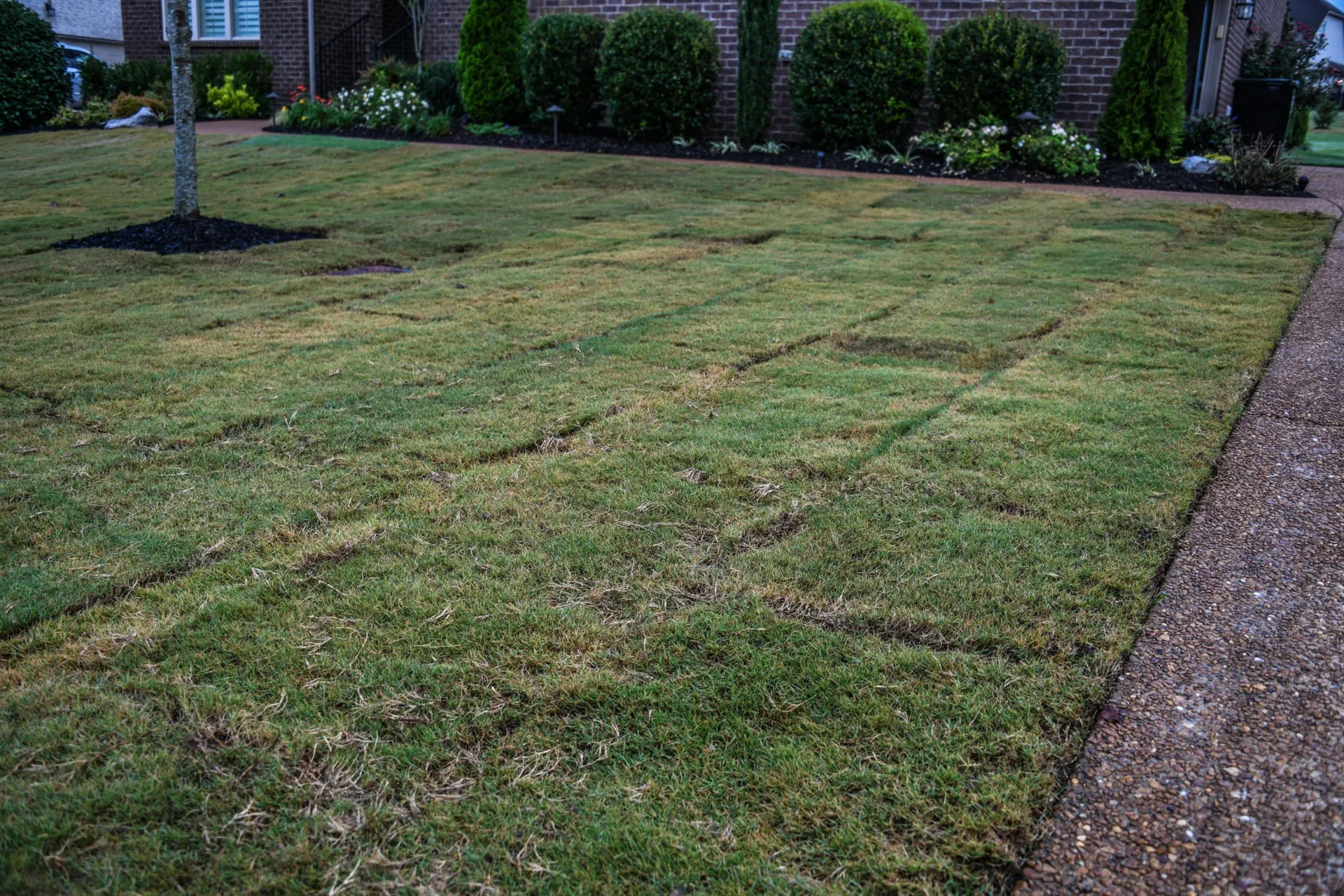 New sod with the seams knitting in