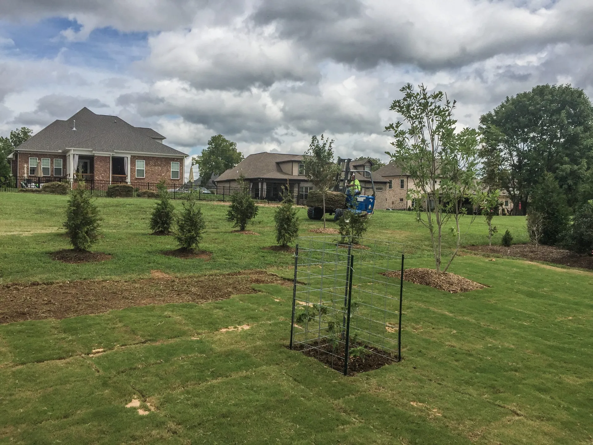 Newly planted shade trees in a lawn