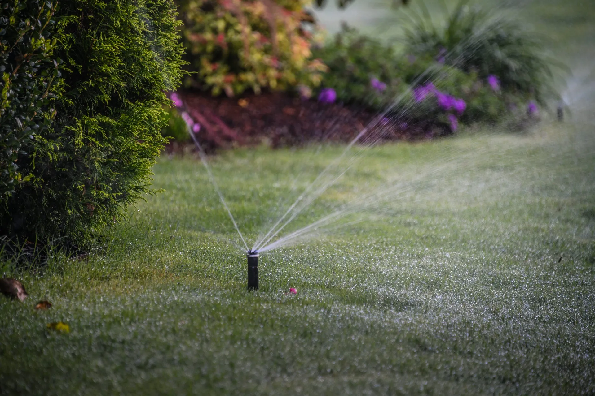 Pop-up spray heads watering a front lawn beside a flowering planting bed