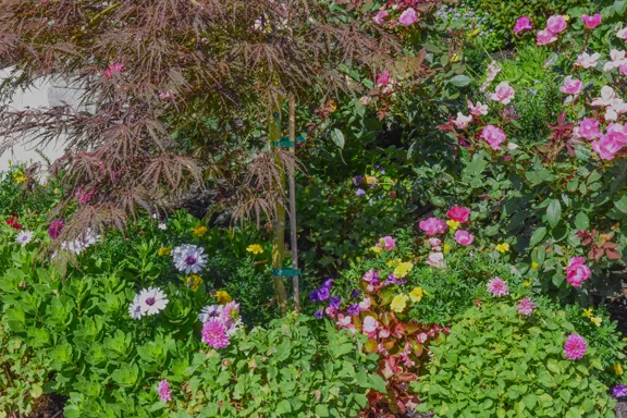 Pink, purple and white annuals growing thickly beneath a red-leaf Japanese maple beside a walk
