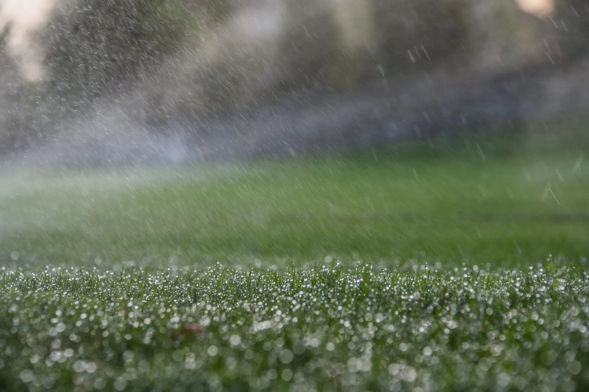 Sprinkler heads misting a tall fescue lawn in the morning