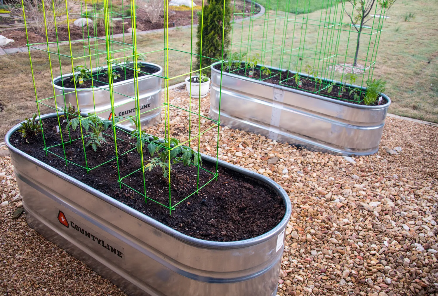 Tomato cages in galvanized container beds