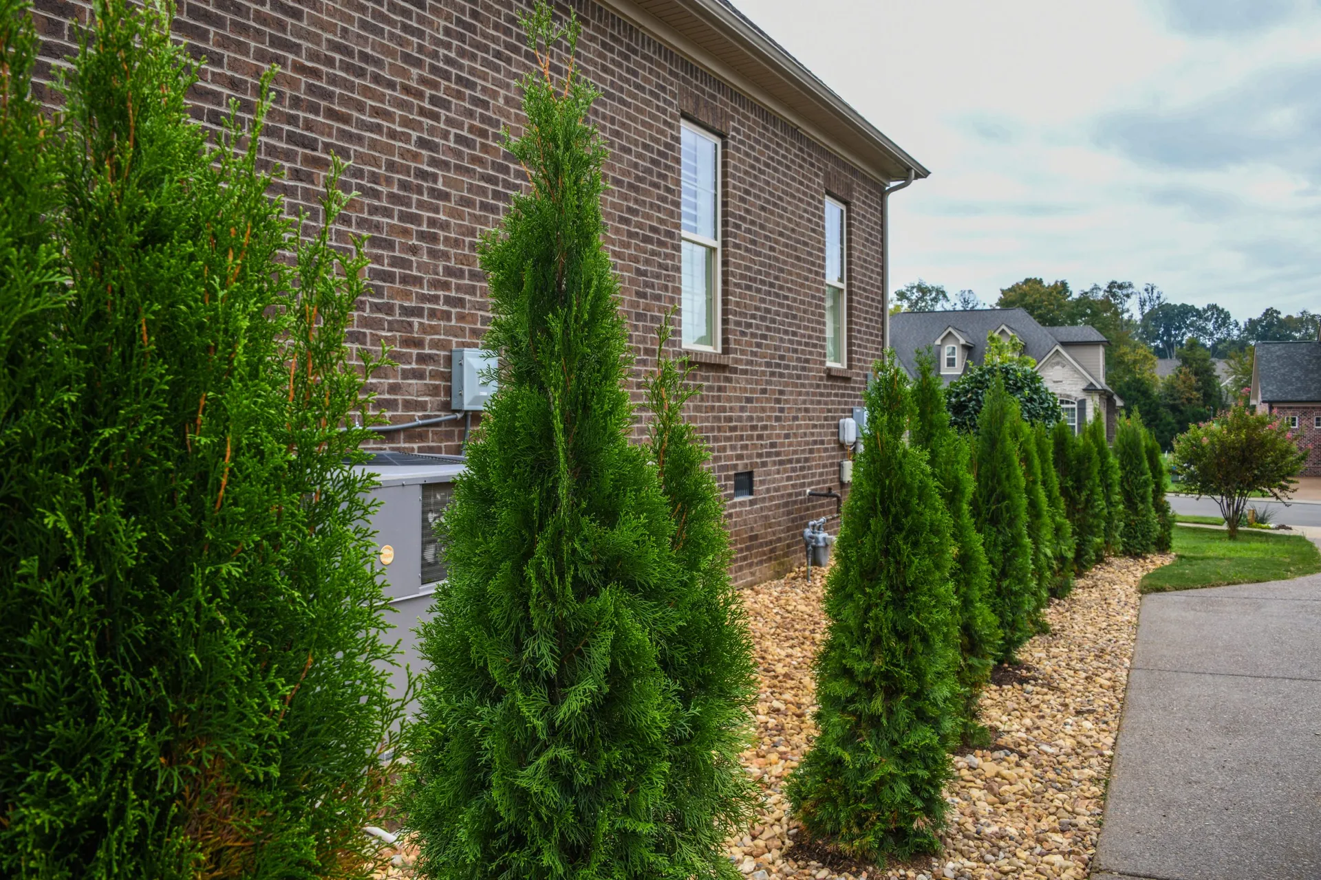 Young arborvitae trees in a stone-mulched bed running the length of a brick house, next to a sidewalk